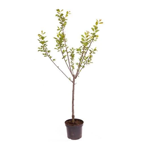 Plum 'The Czar' 9 Plum 'The Czar' - Image 7