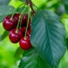 Sweet Cherry 'Regina' -Yougarden Shop 300053