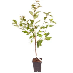 Sweet Cherry 'Regina' -Yougarden Shop 300053 2