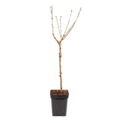 Cherry Tree 'Stella' -Yougarden Shop 300057 7