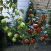 Duo Fruit Tree - Apple Bramley & Braeburn 1 Duo Fruit Tree - Apple Bramley & Braeburn -Yougarden Shop 300063