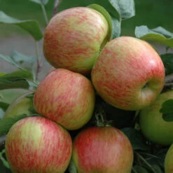 Duo Fruit Tree - Apple Bramley & Braeburn -Yougarden Shop 300063 2
