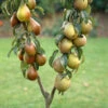 Duo Fruit Tree - Pear Conference & Concorde -Yougarden Shop 300064