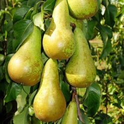 Duo Fruit Tree - Pear Conference & Concorde -Yougarden Shop 300064 1
