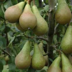 Duo Fruit Tree - Pear Conference & Concorde -Yougarden Shop 300064 2