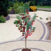 Duo Fruit Tree - Cherry 'Stella' & 'Sunburst' 1 Duo Fruit Tree - Cherry 'Stella' & 'Sunburst' -Yougarden Shop 300065