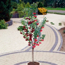 Duo Fruit Tree - Cherry 'Stella' & 'Sunburst'