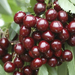Duo Fruit Tree - Cherry 'Stella' & 'Sunburst' -Yougarden Shop 300065 2