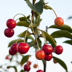 Duo Fruit Tree - Cherry 'Stella' & 'Sunburst' -Yougarden Shop 300065 3