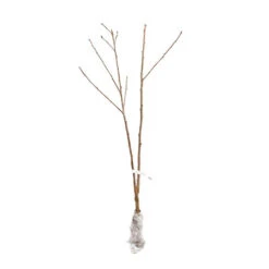 Duo Fruit Tree - Cherry 'Stella' & 'Sunburst' -Yougarden Shop 300065 6