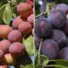 Duo Plum Fruit Tree 2 Duo Plum Fruit Tree -Yougarden Shop 300066