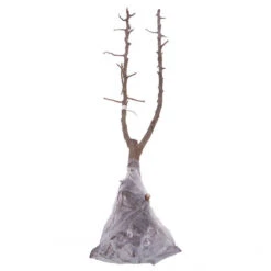 Duo Plum Fruit Tree -Yougarden Shop 300066 5