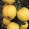Apple 'Malus' Golden Delicious 1 Apple 'Malus' Golden Delicious -Yougarden Shop 300076