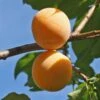 Plum 'Mirabelle De Nancy' -Yougarden Shop 300084
