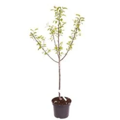 Plum 'Mirabelle De Nancy' -Yougarden Shop 300084 3