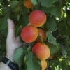 Apricot 'Tomcot' Tree Bare Root 1 Apricot 'Tomcot' Tree Bare Root -Yougarden Shop 300115