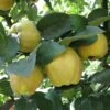 'Sibley's Patio Quince' -Yougarden Shop 300119