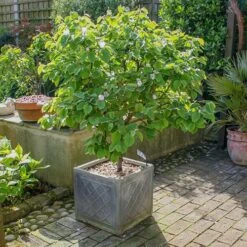 Front Page -Yougarden Shop 300119 1