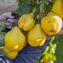 'Sibley's Patio Quince' -Yougarden Shop 300119 2