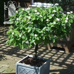 'Sibley's Patio Quince' -Yougarden Shop 300119 3