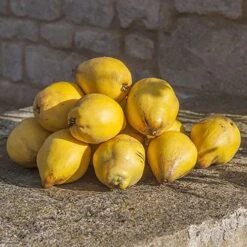 'Sibley's Patio Quince' -Yougarden Shop 300119 4