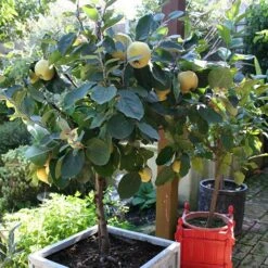 'Sibley's Patio Quince' -Yougarden Shop 300119 5
