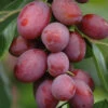 Patio Plum 'Little Vic' -Yougarden Shop 300125