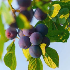 Patio Plum 'Little Vic' -Yougarden Shop 300125 2