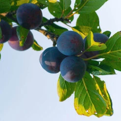 Patio Plum 'Little Vic' -Yougarden Shop 300125 3