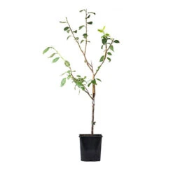Patio Plum 'Little Vic' -Yougarden Shop 300125 5