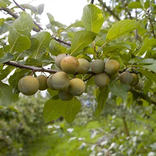 Patio Gage Reine-Claude Oullins 3 Patio Gage Reine-Claude Oullins