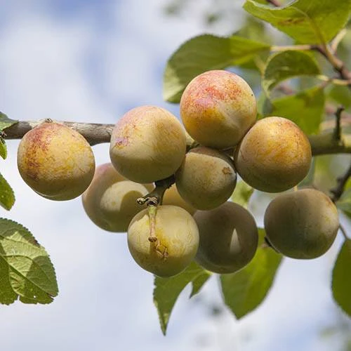 Patio Gage Reine-Claude Oullins 4 Patio Gage Reine-Claude Oullins - Image 2