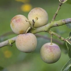 Patio Gage Reine-Claude Oullins 11 Patio Gage Reine-Claude Oullins -Yougarden Shop 300140 2