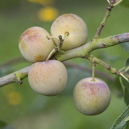 Patio Gage Reine-Claude Oullins 5 Patio Gage Reine-Claude Oullins - Image 3