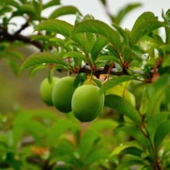 Patio Gage Reine-Claude Oullins 12 Patio Gage Reine-Claude Oullins -Yougarden Shop 300140 3