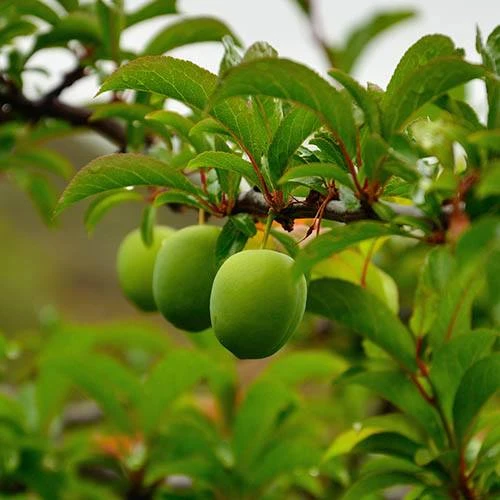 Patio Gage Reine-Claude Oullins 6 Patio Gage Reine-Claude Oullins - Image 4