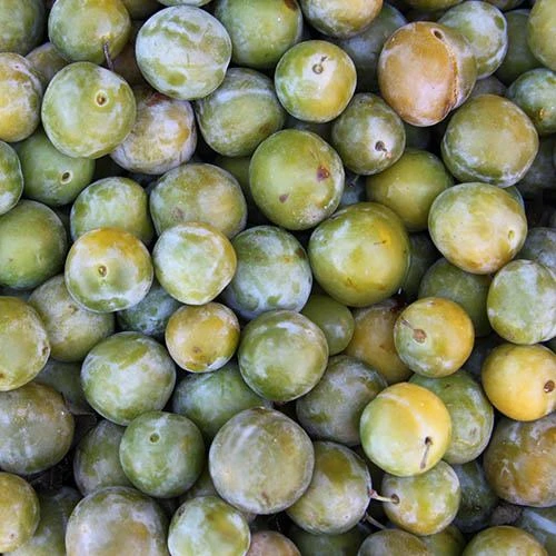 Patio Gage Reine-Claude Oullins 7 Patio Gage Reine-Claude Oullins - Image 5