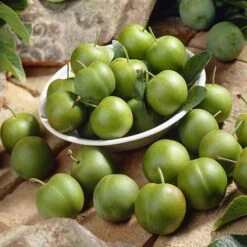 Patio Gage Reine-Claude Oullins 14 Patio Gage Reine-Claude Oullins -Yougarden Shop 300140 5