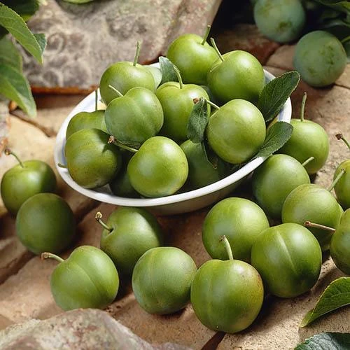 Patio Gage Reine-Claude Oullins 8 Patio Gage Reine-Claude Oullins - Image 6