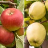 Duo Fruit Tree Apple 'Elstar' And 'Golden Delicious' 2 Duo Fruit Tree Apple 'Elstar' And 'Golden Delicious' -Yougarden Shop 300147