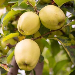 Duo Fruit Tree Apple 'Elstar' And 'Golden Delicious' 9 Duo Fruit Tree Apple 'Elstar' And 'Golden Delicious' -Yougarden Shop 300147 2
