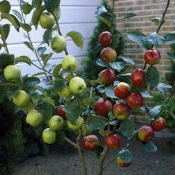 Duo Fruit Tree Apple 'Elstar' And 'Golden Delicious' 10 Duo Fruit Tree Apple 'Elstar' And 'Golden Delicious' -Yougarden Shop 300147 3