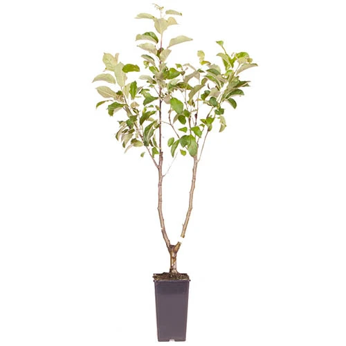 Duo Fruit Tree Apple 'Elstar' And 'Golden Delicious' 7 Duo Fruit Tree Apple 'Elstar' And 'Golden Delicious' - Image 5