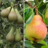 Duo Fruit Tree ? Pear Conference and Buerre Hardy 1 Duo Fruit Tree ? Pear Conference and Buerre Hardy -Yougarden Shop 300148