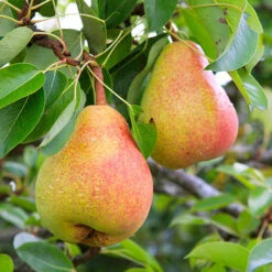 Duo Fruit Tree ? Pear Conference and Buerre Hardy -Yougarden Shop 300148 2