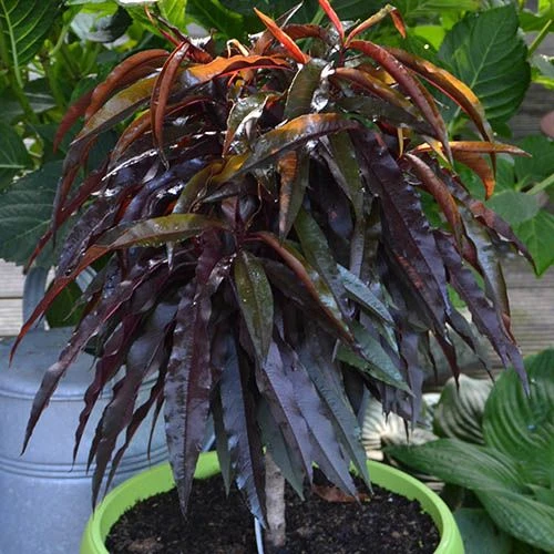 Red Leaf Peach 'Rubira' 3 Red Leaf Peach 'Rubira'