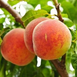 Red Leaf Peach 'Rubira' 8 Red Leaf Peach 'Rubira' -Yougarden Shop 300155 1