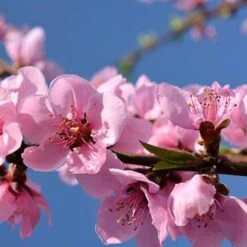 Red Leaf Peach 'Rubira' 9 Red Leaf Peach 'Rubira' -Yougarden Shop 300155 2