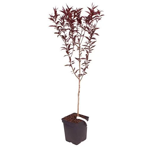 Red Leaf Peach 'Rubira' 6 Red Leaf Peach 'Rubira' - Image 4