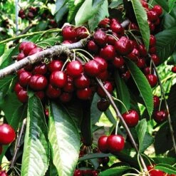 Patio Cherry 'Little Stella' -Yougarden Shop 300164 1